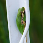 Green Tree Frog