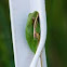 Green Tree Frog