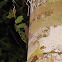 Neotropical Pygmy Squirrel