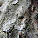 Horse Fly
