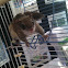 Flying squirrel