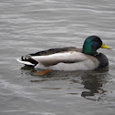 Mallard