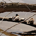 turtles and mallards