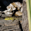 Lagartija / Lizard