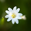 Field chickweed