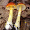 Amanita