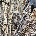 Great Horned Owlet