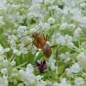 Acrobat Ant