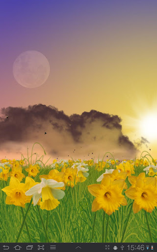 【免費個人化App】Daffodils Live Wallpaper-APP點子