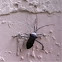 Bug