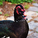 Muscovy Duck