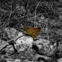 Silver Spotted Skipper