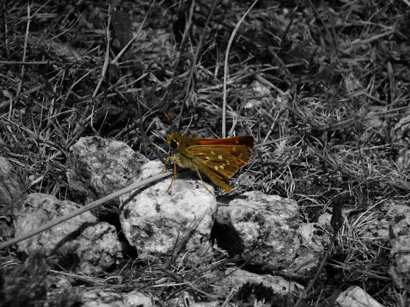 Spotting Image 1