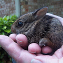 Eastern Cottontail