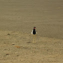 Red-wattle Lapwing