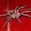 Banana spider