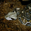 Gaboon Viper