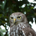 Barking Owl
