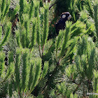 Carnaby's Black-Cockatoo