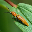 Click beetle