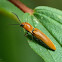 Click beetle