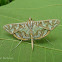 Crambid Moth