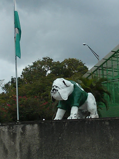 Bulldog of University of Puerto Rico Recinto De Mayaguez