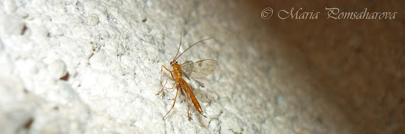 Spotting Image 1