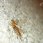 Ichneumon Wasp