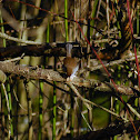 Bewick's Wren