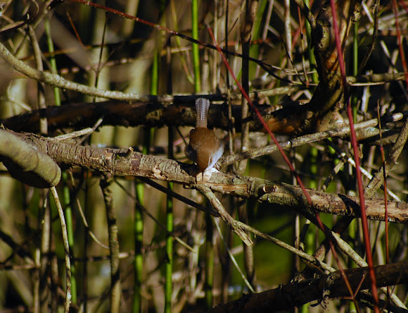 Spotting Image 1
