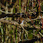 Bewick's Wren