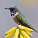 Ruby-throated hummingbird
