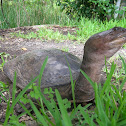 eastern spiny softshell turtle