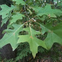 Red oak