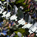 Eucalyptus tree