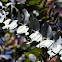 Eucalyptus tree