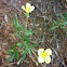 Texas Primrose, Sundrops