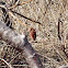 Staghorn Sumac