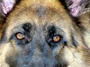 Exelentes Cachorros Ovejero Aleman