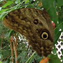 Owl Butterfly