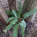 Christmas Fern
