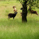 Mouflon