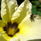Stingless Bee