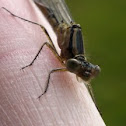 Common Blue Damselfly 