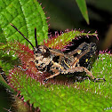 Grasshopper