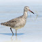 Willet