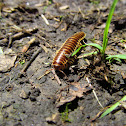 Iowa Millipede