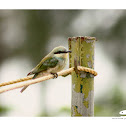 Small green bee eater