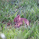 Eastern Cottontail